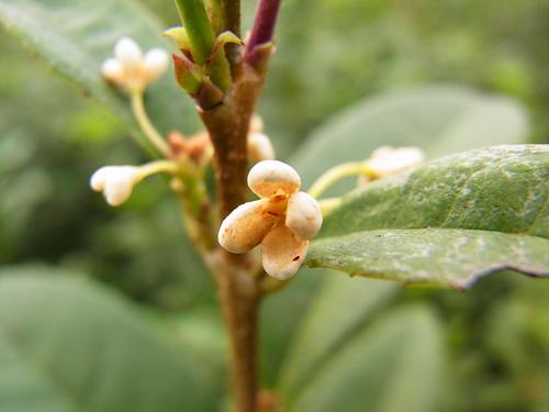 高速连拍便携长焦优秀理光CX1详尽评测(11)