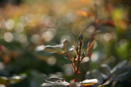 赤壁外传 适马24-70蔡司24-70对比评测(11)_数