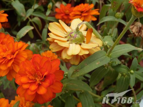 超越C905索爱立信Aino拍照功能评测(2)