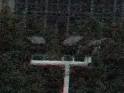 ���ŵ���PK�῵D3100/����550D�Ա�����(9)