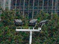 ���ŵ���PK�῵D3100/����550D�Ա�����(9)