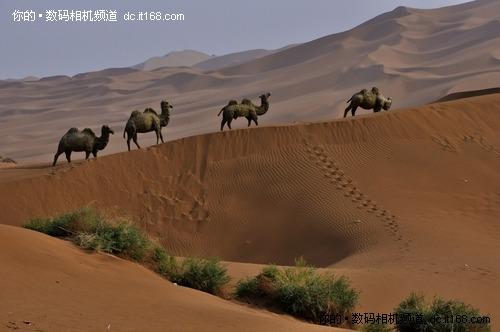 都说新疆好地方 喀纳斯行摄大美照分享_数码