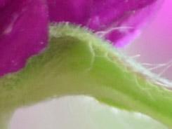 ���ŵ������῵D3100/����550D�Ա�����(5)