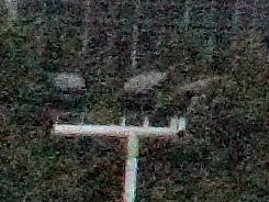 ���ŵ������῵D3100/����550D�Ա�����(6)