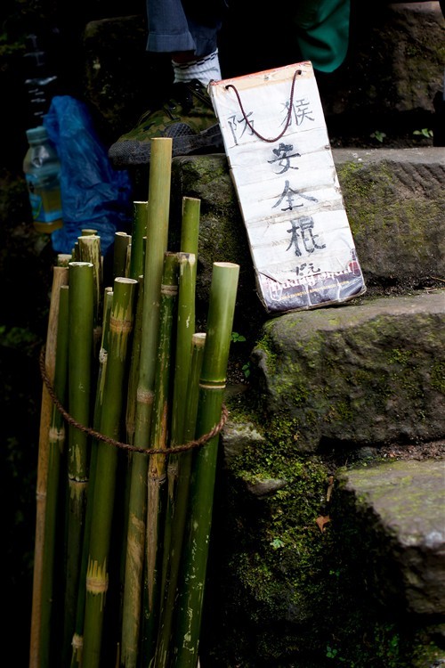 四川峨眉山游记：最霸道最无赖的猴子