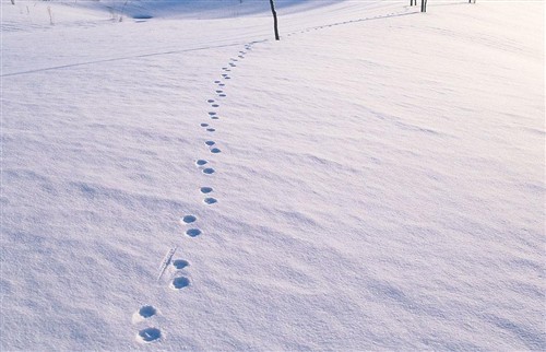 小心相机罢工 冬天雪景拍摄注意事项