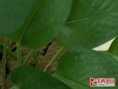 价格仅差10元摩托罗拉RAZR对比I9100(4)