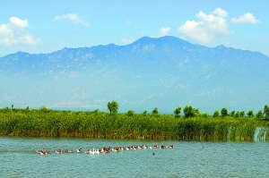 北京野鸭湖湿地新发现10种鸟