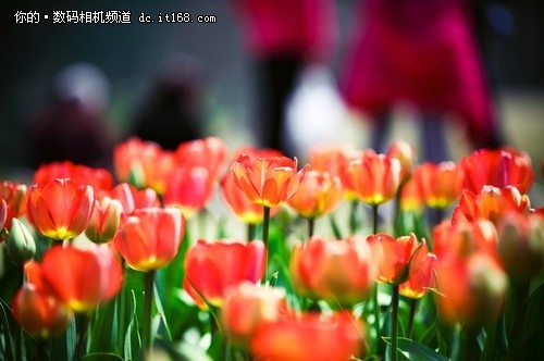 感受定焦魅力 平价级佳能定焦镜头盘点_数码