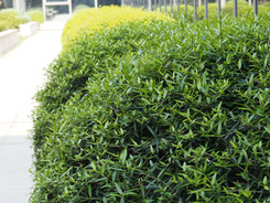 M4/3С�����񾵰��ְ�˹45mm/F1.8����