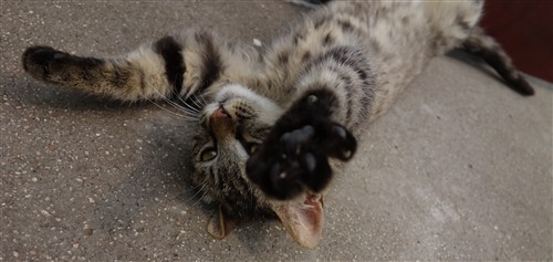 最便携的专业备机索尼黑卡RX100解析(2)