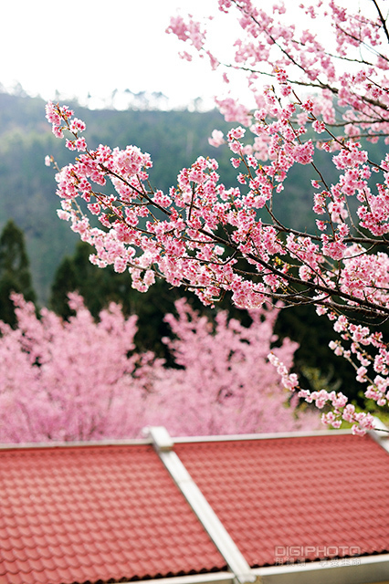 如何用50mm的标准定焦镜头拍出精彩作品_数