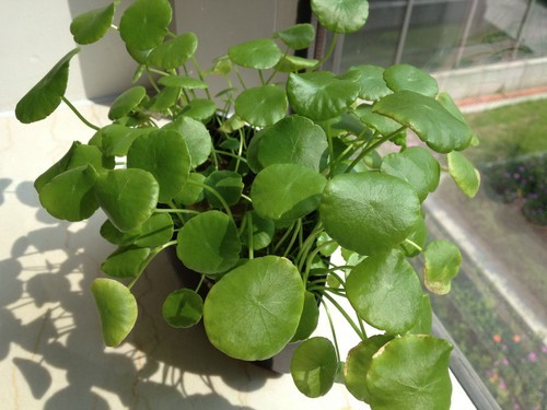 iPhone5/4S/С��2/I9300�������ŶԱ�(2)