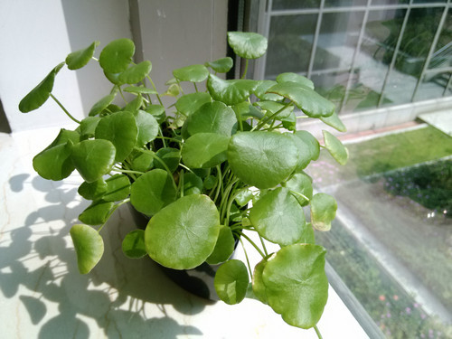 iPhone5/4S/С��2/I9300�������ŶԱ�(2)