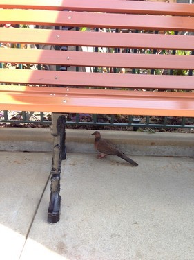 �ٶȸ�����ʾ������ iPhone 5�������� 