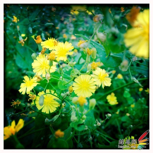 用手机玩胶片摄影 Hipstamatic全面试用