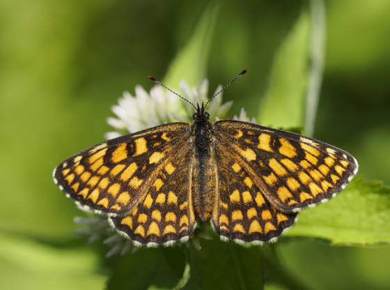 术业有专攻奥林巴斯M4/3顶级定焦镜头详解