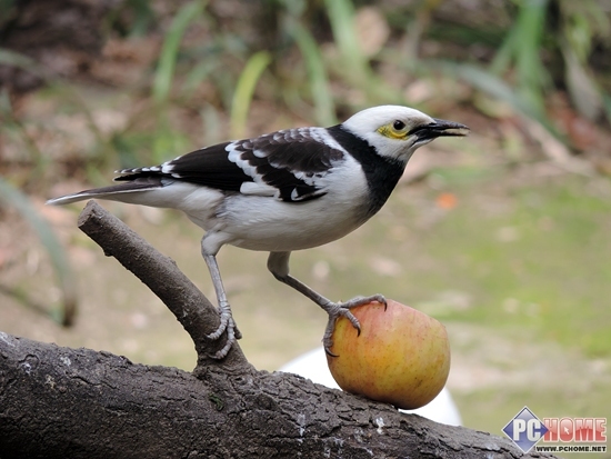 GPS定位新智族 尼康长焦相机P520评测(9)