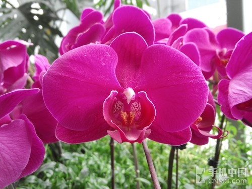 骁龙600四核强机 LG Optimus G Pro评测