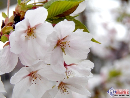 重磅回归 柯达长焦相机AZ361深度评测(6)