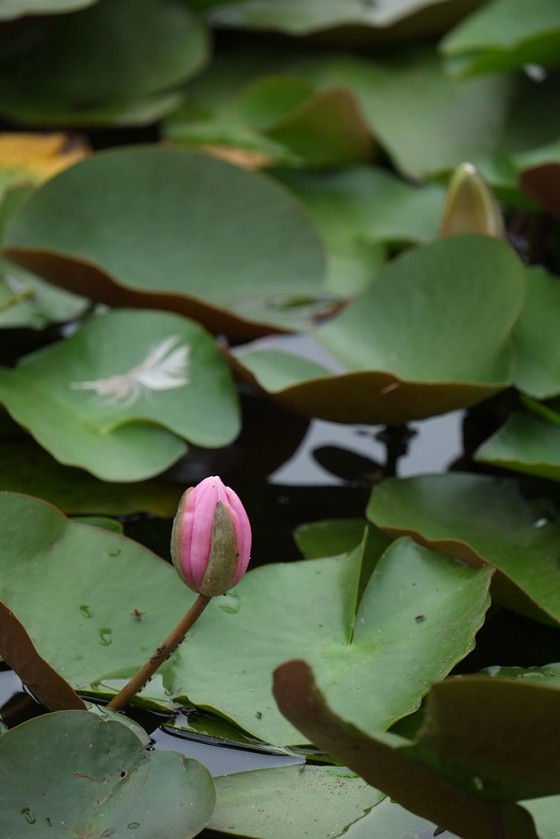 旁轴范的长焦 富士XF 55-200镜头海外体验|配