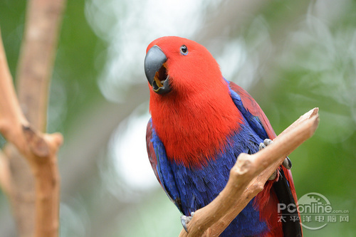 海外代购推荐 七款国外相机销售排行榜(3)_数码