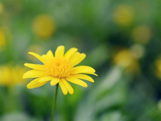 记录生活中的花花草草尼康D3200体验