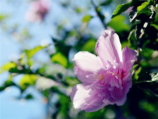 记录生活中的花花草草尼康D3200体验
