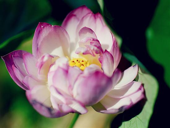 记录生活中的花花草草尼康D3200体验