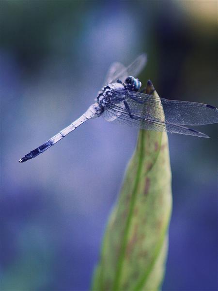 记录生活中的花花草草尼康D3200体验