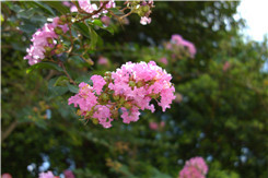 �ڿ�����΢���¾�����RX100�Ա�NEX5R