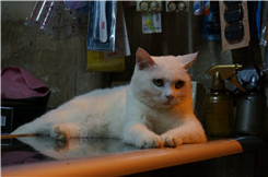 �ڿ�����΢���¾�����RX100�Ա�NEX5R