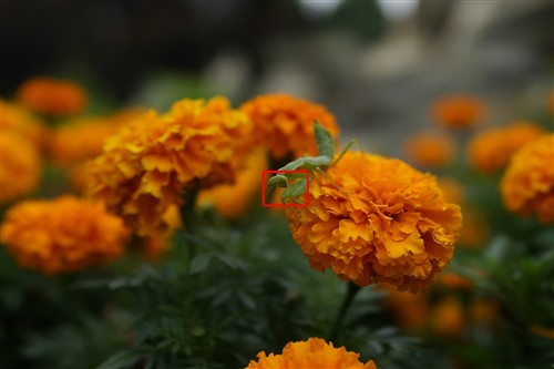 摄影师的随身利器索尼RX1R详细评测(5)