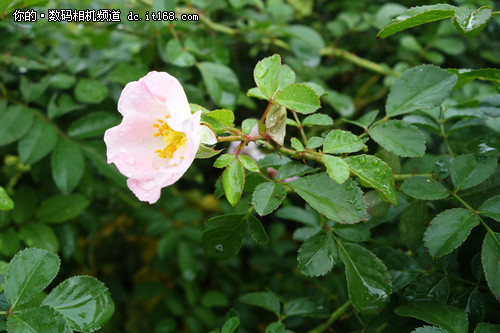 画质高感均好还便携 索尼QX100深度评测_数码