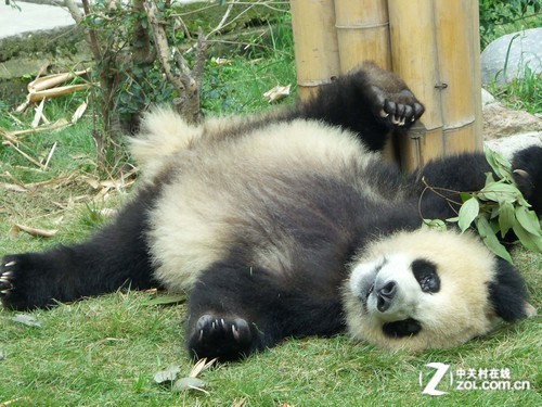 三星新摄会再出发 慢游行摄古蕴成都_数码_新