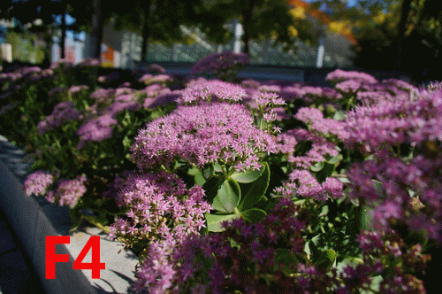 E卡口再添猛将 索尼E16-70\/F4镜头评测(4)_数