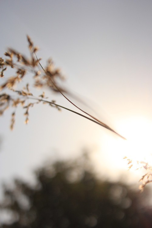 阳光中的麦穗 唯美意境花草摄影图片赏