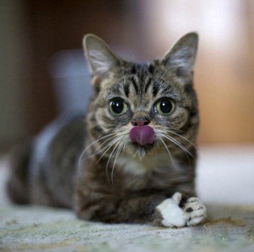 数码相机 正文 搜集了一组猫星人的可爱照片,吐舌头是猫星人卖萌的