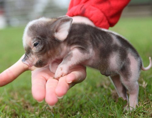 农林牧渔职业周报：生猪出栏均重升逾130公斤11月首要宠物食品品牌数据靓丽