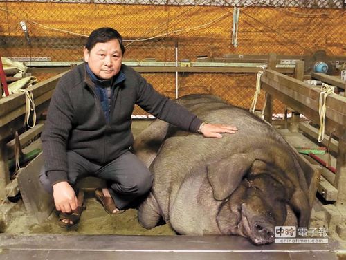 动物社会研究会执行长朱增宏表示,全台湾祖师庙仅三峡祖师庙有神猪祭
