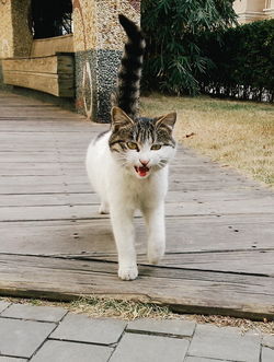 �������� ���ֻ������ĳ��ÿ��Ľ�ͷ��Ӱ