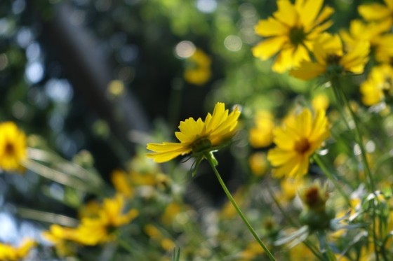 成熟进化索尼新黑卡RX100M3深度测试(10)
