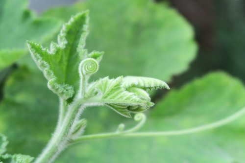 新一代便携小DC佳能PowerShotG7X试用(6)