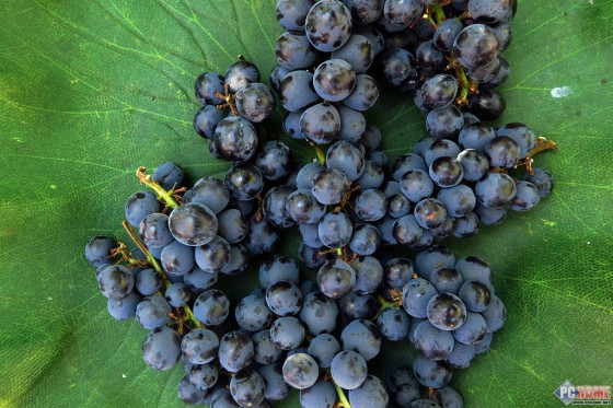 装进口袋的专业 佳能G7X便携旗舰评测