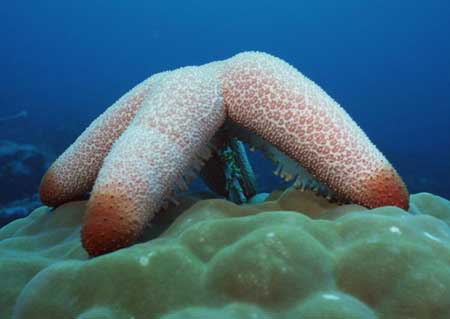 科技时代_印尼海域食肉海星将胃翻倒吞噬珊瑚(图)