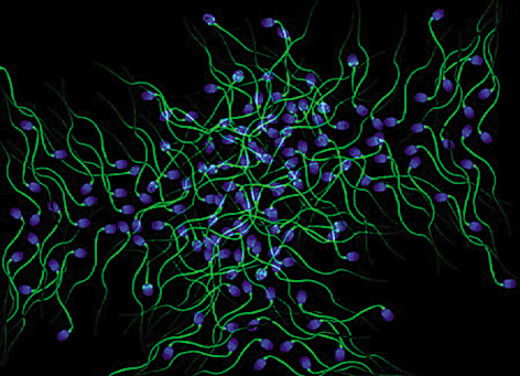 科技时代_放大1600倍的人类精子