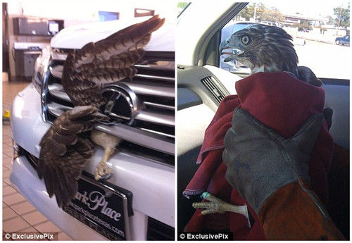 车主和汽车维修工将这只鹰解救出来后，竟发现它毫发无伤