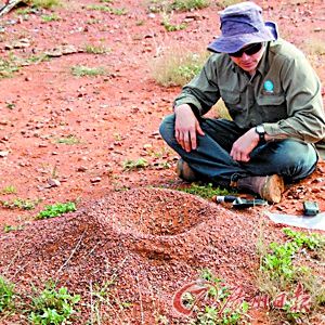 对蚂蚁巢进行采样是探矿的一种方式。