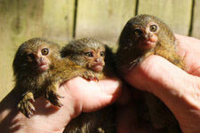 �����������٪�޺�����̥���������(ͼ)