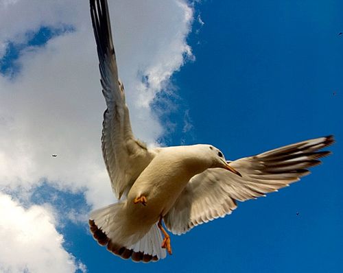 佳能300D\/20D:昆明海鸥翩翩起舞唱情歌